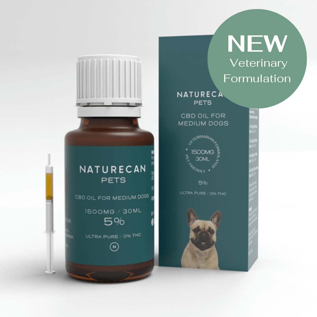 CBD Oil for Dogs