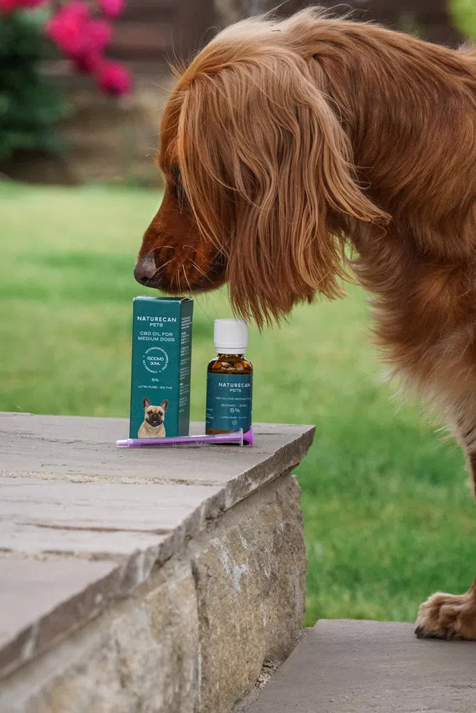 CBD Oil for Dogs